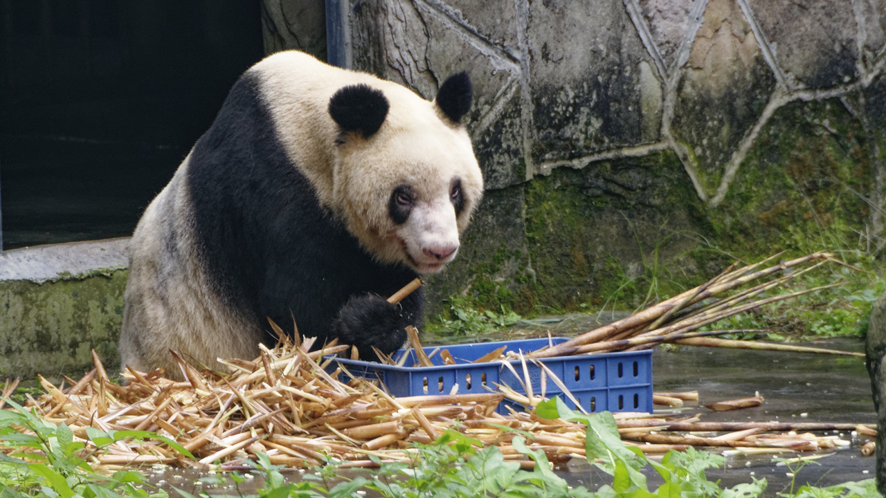 20161106 142345•Zoo Pandas•Jiulongpo District•Chongqing•China